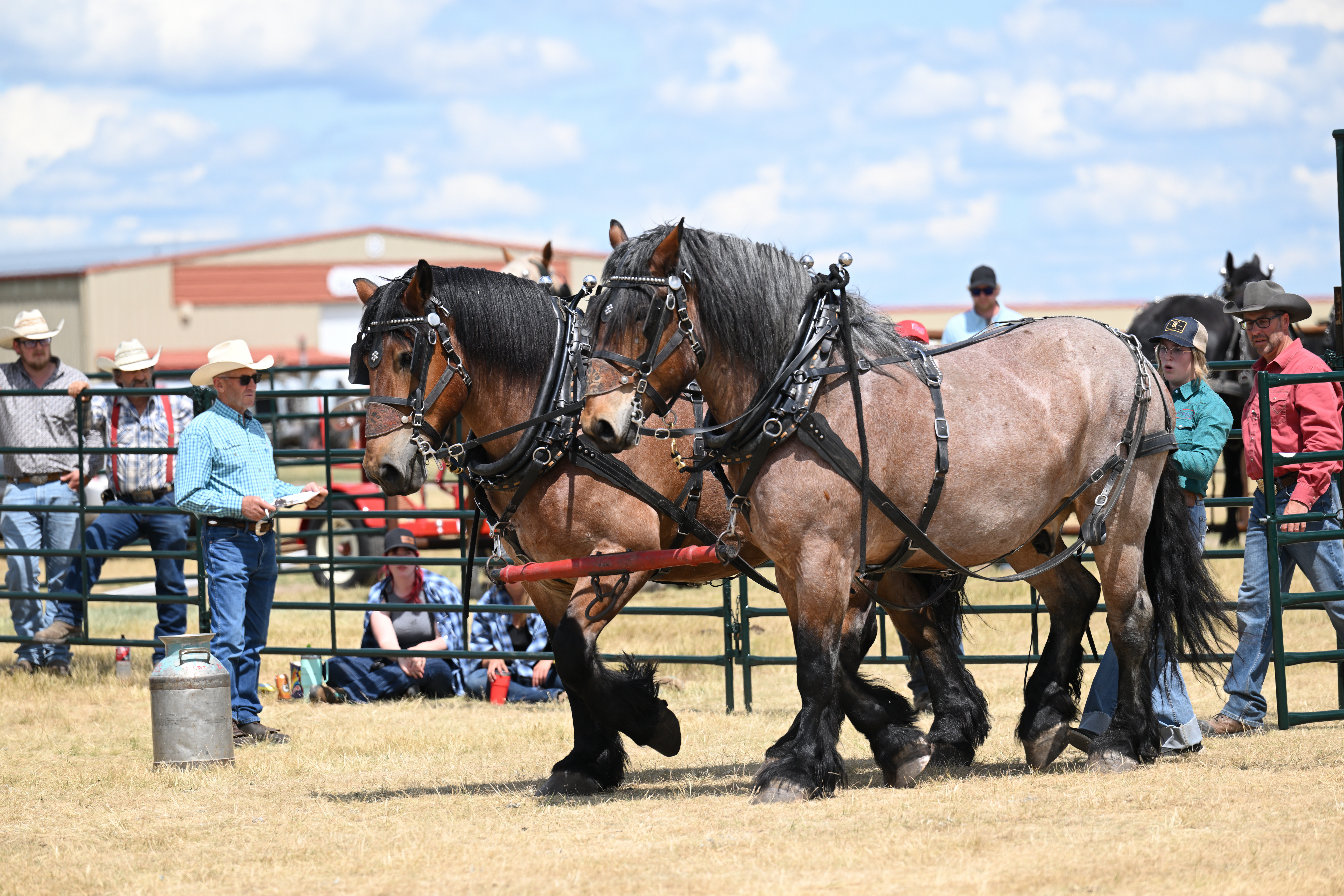 Chore Horse Competition